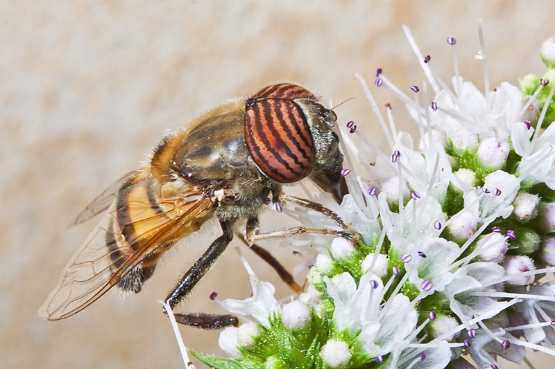 Eristalinus taeniops